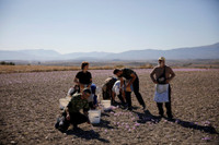 [ẢNH] Khám phá việc thu hoạch Saffron – 