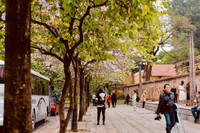 Hà Nội đẹp dịu dàng mùa hoa tháng 3