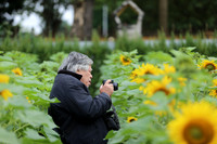 Hơn 2.000 mét vuông hoa hướng dương rực rỡ Hoàng thành Thăng Long