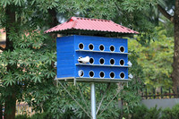 Hơn 2.000 mét vuông hoa hướng dương rực rỡ Hoàng thành Thăng Long