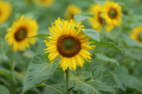 Hơn 2.000 mét vuông hoa hướng dương rực rỡ Hoàng thành Thăng Long