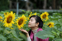 Hơn 2.000 mét vuông hoa hướng dương rực rỡ Hoàng thành Thăng Long