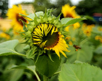 Hơn 2.000 mét vuông hoa hướng dương rực rỡ Hoàng thành Thăng Long