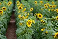 Hơn 2.000 mét vuông hoa hướng dương rực rỡ Hoàng thành Thăng Long