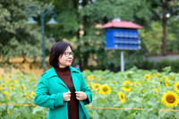 Hơn 2.000 mét vuông hoa hướng dương rực rỡ Hoàng thành Thăng Long