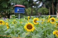 Hơn 2.000 mét vuông hoa hướng dương rực rỡ Hoàng thành Thăng Long