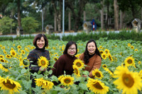 Hơn 2.000 mét vuông hoa hướng dương rực rỡ Hoàng thành Thăng Long