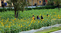 Hơn 2.000 mét vuông hoa hướng dương rực rỡ Hoàng thành Thăng Long