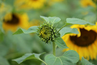 Hơn 2.000 mét vuông hoa hướng dương rực rỡ Hoàng thành Thăng Long