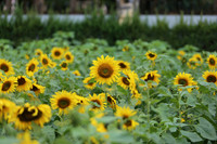 Hơn 2.000 mét vuông hoa hướng dương rực rỡ Hoàng thành Thăng Long