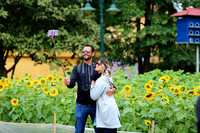 Hơn 2.000 mét vuông hoa hướng dương rực rỡ Hoàng thành Thăng Long