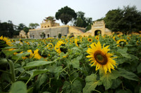 Hơn 2.000 mét vuông hoa hướng dương rực rỡ Hoàng thành Thăng Long