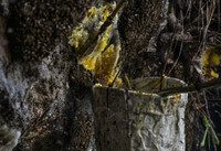 [ẢNH] Nghề không dành cho những người yếu tim: Lấy mật ong rừng ở Trung Quốc