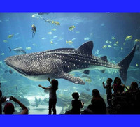 Chủ tịch Vingroup thuộc Top 50 nhân vật có ảnh hưởng nhất ngành công viên giải trí toàn cầu