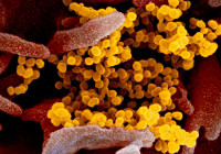 [ẢNH] Chuyên gia Đức đưa ra dự báo gây choáng về thời gian kết thúc đại dịch SARS-CoV-2