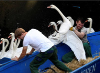 [ẢNH] Không riêng gì Việt Nam, các nước châu Âu cũng khô quắt với nắng nóng hè này