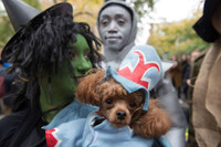 [ẢNH] Những chú chó hóa trang mùa Halloween không thể đáng yêu hơn