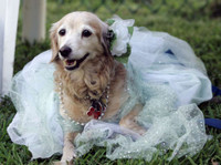 [ẢNH] Những chú chó hóa trang mùa Halloween không thể đáng yêu hơn