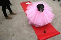 [ẢNH] Những chú chó hóa trang mùa Halloween không thể đáng yêu hơn