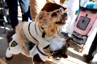 [ẢNH] Những chú chó hóa trang mùa Halloween không thể đáng yêu hơn