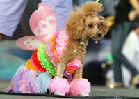 [ẢNH] Những chú chó hóa trang mùa Halloween không thể đáng yêu hơn