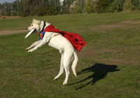 [ẢNH] Những chú chó hóa trang mùa Halloween không thể đáng yêu hơn