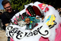 [ẢNH] Những chú chó hóa trang mùa Halloween không thể đáng yêu hơn