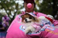 [ẢNH] Những chú chó hóa trang mùa Halloween không thể đáng yêu hơn