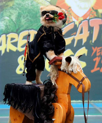 [ẢNH] Những chú chó hóa trang mùa Halloween không thể đáng yêu hơn