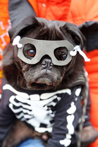 [ẢNH] Những chú chó hóa trang mùa Halloween không thể đáng yêu hơn