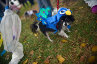 [ẢNH] Những chú chó hóa trang mùa Halloween không thể đáng yêu hơn