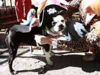 [ẢNH] Những chú chó hóa trang mùa Halloween không thể đáng yêu hơn