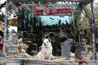 [ẢNH] Những chú chó hóa trang mùa Halloween không thể đáng yêu hơn