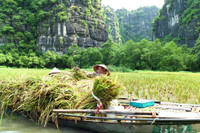 Khám phá mùa vàng tam cốc