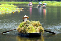 Khám phá mùa vàng tam cốc