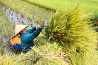 Khám phá mùa vàng tam cốc