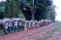 [ẢNH] Tình trạng khẩn cấp ở Mauritius sau sự cố tràn dầu