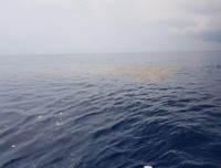 [Ảnh] Những hình ảnh ban đầu về vụ máy bay chở khách Indonesia rơi