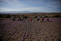 [ẢNH] Khám phá việc thu hoạch Saffron – 