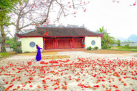 Mê mẩn với hoa gạo nở đỏ rực