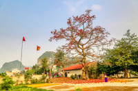 Mê mẩn với hoa gạo nở đỏ rực