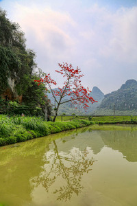 Mê mẩn với hoa gạo nở đỏ rực