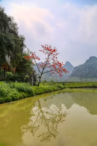 Mê mẩn với hoa gạo nở đỏ rực