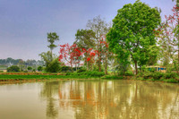 Mê mẩn với hoa gạo nở đỏ rực