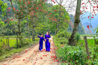 Mê mẩn với hoa gạo nở đỏ rực