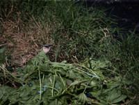 [Ảnh] Những hình ảnh hãi hùng ở Honduras, nơi tỷ lệ giết người cao nhất thế giới