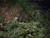 [Ảnh] Những hình ảnh hãi hùng ở Honduras, nơi tỷ lệ giết người cao nhất thế giới