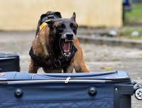 Cảnh khuyển tranh tài tấn công tội phạm, phát hiện thuốc nổ