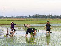 Những chiến sĩ công an hăng hái xuống đồng giúp dân cấy lúa