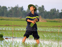 Những chiến sĩ công an hăng hái xuống đồng giúp dân cấy lúa